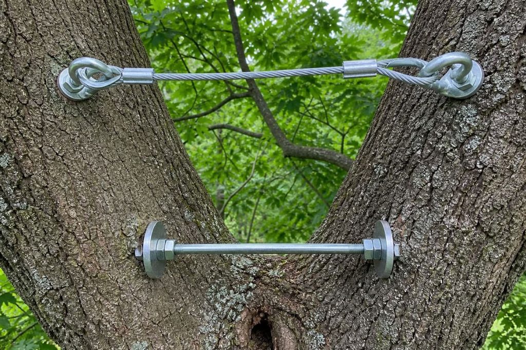 Steel cable and through-bolt brace supporting a codominant stem in a mature oak in Danville, VA
