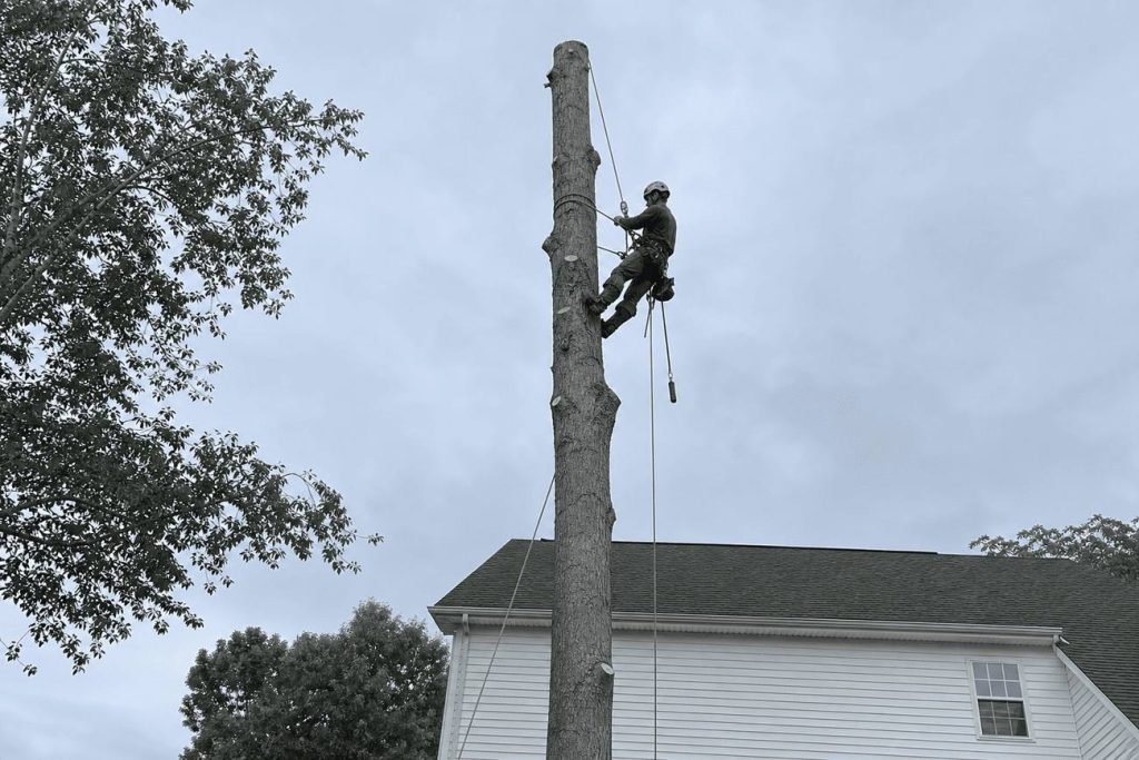 Groundman controlling a rigging line as a limb comes down beside a house in Danville, VA