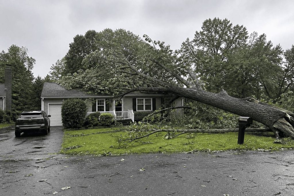 Tree crew working ropes on a removal on a large lot in Chatham, Virginia